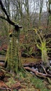 Ancient Oak trees on Dartmoor Devon Uk Royalty Free Stock Photo