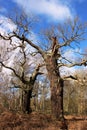 Ancient oak trees, Sherwood Forest in early Spring