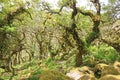 Ancient Oak trees in Wistmans Wood, Dartmoor Royalty Free Stock Photo