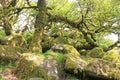 Ancient Oak trees in Wistmans Wood, Dartmoor Royalty Free Stock Photo
