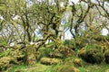 Ancient Oak trees in Wistmans Wood, Dartmoor Royalty Free Stock Photo