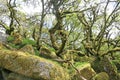 Ancient Oak trees in Wistmans Wood, Dartmoor