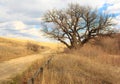 Ancient oak.