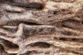 Ancient and old olive tree trunk detail texture as natural background Royalty Free Stock Photo