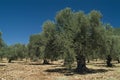 Ancient olive tree