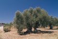 Ancient olive tree