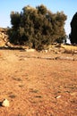 Ancient olive tree Royalty Free Stock Photo