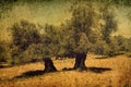 Ancient olive tree. Bible and Holy land memory historical landscape. Vintage style photo