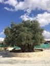 Ancient Olive tree in Cyprus