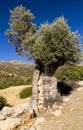 Ancient olive tree filled with rocks Royalty Free Stock Photo
