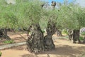 Ancient olive tree in the Garden of Gethsemane in Jerusalem, Israel Royalty Free Stock Photo