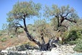 Ancient olive tree on the island in the Aegean Sea Royalty Free Stock Photo