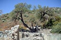 Ancient olive tree on the island in the Aegean Sea Royalty Free Stock Photo