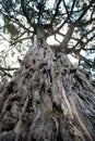 Ancient Olive Tree (Kenya)