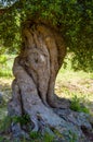 Ancient olive tree trunk, apulia. Royalty Free Stock Photo