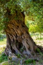 Ancient olive tree trunk, apulia. Royalty Free Stock Photo
