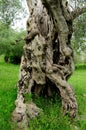 Ancient olive tree trunk, central and southern Italy