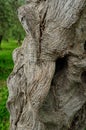 Ancient olive tree trunk, central and southern Italy