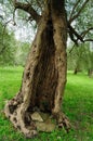 Ancient olive tree trunk, central and southern Italy