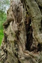 Ancient olive tree trunk, central and southern Italy