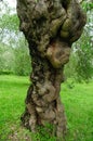 Ancient olive tree trunk, central and southern Italy