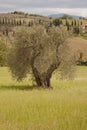 Ancient olive tree in the Tuscan landscape Siena Italy Royalty Free Stock Photo