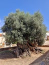 Ancient olive tree of Vouves, Crete, Greece Royalty Free Stock Photo