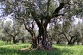 Ancient olive trees