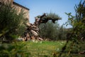 Ancient olive trees in Alaverdi Monastery, Georgia Royalty Free Stock Photo