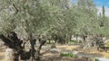 Ancient olive trees in the Garden of Gethsemane in Jerusalem, Israel Royalty Free Stock Photo