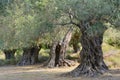 Ancient olive trees