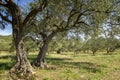 Ancient olive trees in olive grove Royalty Free Stock Photo