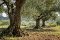 Ancient olive trees in olive grove Royalty Free Stock Photo