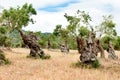 Olive trees in plantation with knobby trunk on olive tree plantation in Mallorca, Majorca, Spain Royalty Free Stock Photo