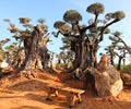 Ancient olive trees with knobby gnarly giant trunks and roots Royalty Free Stock Photo