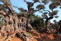 Ancient olive trees with knobby gnarly giant trunks and roots (several hundred years old) grow on the plantation Royalty Free Stock Photo