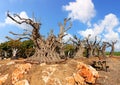 Ancient olive trees with knobby gnarly giant trunks and roots (several hundred years old) grow on the plantation Royalty Free Stock Photo