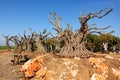 Ancient olive trees with knobby gnarly giant trunks and roots regenerate and reborn on the plantation Royalty Free Stock Photo