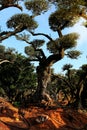 Ancient olive trees with knobby gnarly giant trunks and roots (several hundred years old) Royalty Free Stock Photo