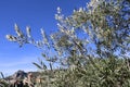 Ancient olive trees in Sierra de Mariola, Alicante