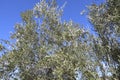 Ancient olive trees in Sierra de Mariola, Alicante