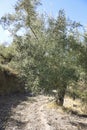 Ancient olive trees in Sierra de Mariola, Alicante