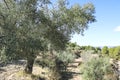 Ancient olive trees in Sierra de Mariola, Alicante