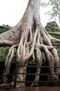 Ancient overgrown temple Royalty Free Stock Photo