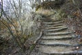 An ancient path in a deep forest