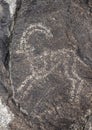 Ancient petroglyph, or rock drawing of an Ibex in Kyrgyzstan