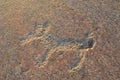 Ancient petroglyphs carved on the stones of Onega lake in Karelia