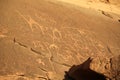 Ancient petroglyphs depicting humans and camels in Wadi Rum desert, Jordan Royalty Free Stock Photo