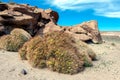 Ancient Petroglyphs on the Rocks at Yerbas Buenas in Atacama Desert, Chile, South America