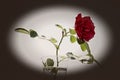 Ancient photo of rose Royalty Free Stock Photo